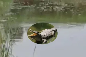 लखीमपुर खीरी: डेबरी तालाब में डेरा डाले मगरमच्छ ने अब कुत्ते को बनाया निवाला