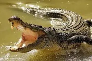 लखीमपुर खीरी: तालाब में मगरमच्छ दिखने के बाद ग्रामीणों में फैली दहशत