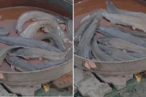 लखनऊ में प्रतिबंध के बावजूद बिक रही मांगुर मछली, स्वास्थ्य पर मंडरा रहा खतरा