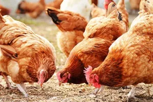 Bareilly: मुर्गियों की आंत में संक्रमण को रोकेगा कैरी का ''''कॉक्सीक्लीन''''