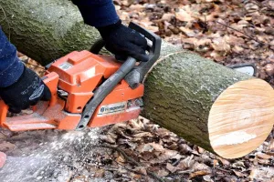 लखीमपुर खीरी: लकड़कट्टों और वनकर्मियों का गठजोड़ तोड़ पाना कठिन