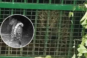 लखीमपुर खीरी: पूर्व विधायक के आवास पर चहलकदमी करने वाला तेंदुआ पिंजरे में कैद