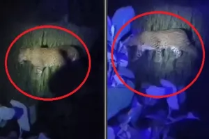 सीतापुर के लहरपुर में दिखा तेंदुआ, वीडियो सामने आने पर ग्रामीणों में दहशत  