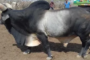 लखीमपुर खीरी: आवारा पशुओं का आतंक...सांड ने बुजुर्ग को पटक-पटककर मार डाला