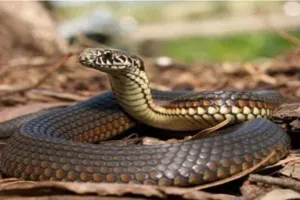 लखीमपुर खीरी: सांप के काटने से चार साल के मासूम समेत दो लोगों की मौत