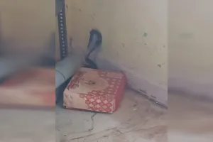 लखीमपुर खीरी: स्कूल में कोबरा देख छात्रों की निकली चीखें...दहशत में आए बच्चे भागे घर 