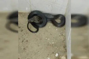 रामपुर: सरकारी स्कूल के शौचालय में कोबरा सांप दिखने से हड़कंप