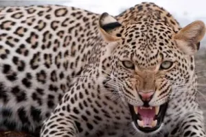 बहराइच में तेंदुए के हमले से लोगों में दहशत: दो किसान बुरी तरह घायल, बच्ची की मौत