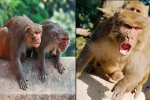 शाहजहांपुर में बढ़ रहा बंदरों का आतंक, छत पर जाने से डर रहे लोग