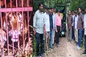 लखीमपुर खीरी : दो महीने से क्षेत्र में दहशत फैलाने वाली बाघिन पिंजड़े में हुई कैद