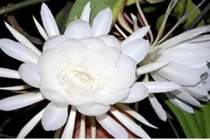 सहारनपुर के दुर्लभ पुष्प ‘ब्रह्म कमल’ खिला, दर्शकों का लगा तांता