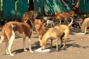 Street Dogs: कुत्ता सिर्फ एक जानवर नहीं, बल्कि... स्ट्रीट डॉग्स को लेकर सुप्रीम कोर्ट के फैसले पर जानिए क्या बोले यूपी के लोग