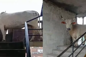 लखनऊ: बहुमंजिला इमारत में चौथे तल पहुंची गाय, लोगों में फैली दहशत, नगर निगम ने किया रेस्क्यू, देखें वीडियो