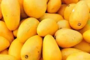 रूस में 800 रुपए प्रति किलो तक बिक रहा है यूपी का आम, बोले दिनेश सिंह- किसानों की उपज को अंतरराष्ट्रीय बाजार दिलाने को सरकार प्रतिबद्ध