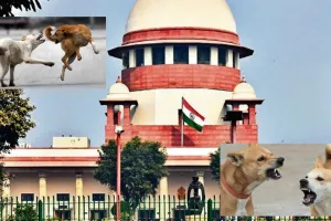 आवारा कुत्तों को लेकर सुप्रीम कोर्ट का बड़ा फैसला, सार्वजनिक जगहों पर खाना देने पर लगा बैन, जानें Street Dogs को लेकर क्या आया फैसला 