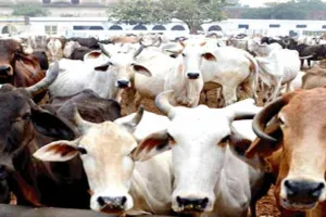 छह जिलों के लापरवाह मुख्य पशु चिकित्साधिकारियों को चेतावनी, सीतापुर, बरेली CVO को कार्यशैली में सुधार लाने के निर्देश