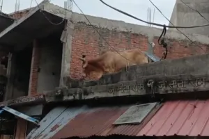 दुकान की छत पर चढ़ा छुट्टा सांड, वीडियो देख नहीं रोक पाएंगे हंसी