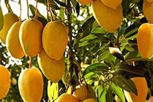 मैंगो लवर्स के लिए खुशखबरी... सहारनपुर के किसान ने तैयार की आम की ‘सदाबहार’ किस्म, पूरे साल देता है फल 