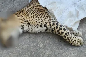 अमेठीः 36 घंटे तक आतंक का पर्याय रहे तेंदुए की संदिग्ध परिस्थितियों में मौत 