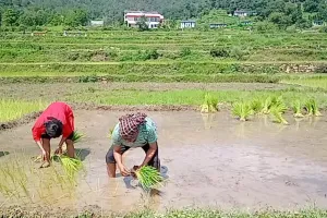 चल सको तो चलो, गांव बुलाते हैं... सेवानिवृत IAS रमेशचंद्र पाठक ने खेत-खलिहान को समर्पित किया जीवन