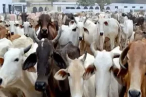 यूपी के इस जिले से गोकशी के आरोप में मां-बेटी हुई गिरफ्तार: पुलिस ने मौके से बरामद किये उपकरण, जांच के लिये भेजा नमूना 