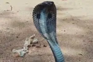 कोबरा सांप लेकर DM कार्यालय पहुंच गया बुजुर्ग: पुलिस पूछताछ में राशन कार्ड नहीं बनने से था नाराज  