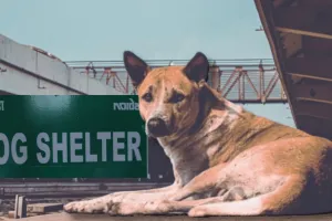 ग्रेटर नोएडा में बनेगा डॉग शेल्टर होम, SC के आदेश के बाद Stray Dogs के लिए इन जगहों का किया गया चयन 