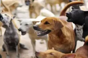 राजधानी में करीब सवा लाख आवारा कुत्ते, SC के आदेश पर नगर निगम को करनी पड़ेगी मशक्कत