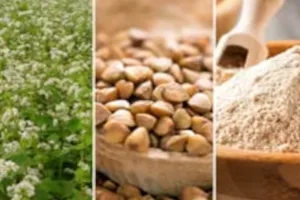 कुट्टू का आटा, मूंगफली, मेवा व अनाजों को नमी से बचाएं व्यापारी, FSDA ने नवरात्रि और त्योहारों को लेकर जारी की गाइडलाइन