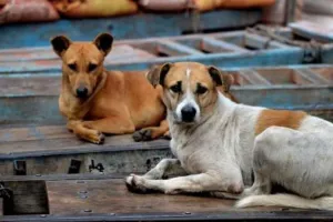 आवारा कुत्तों पर SC में फैसला सुरक्षित: पीठ ने कहा- सभी को लेनी होगी जिम्मेदारी