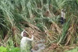 बाढ़-बारिश से डूबी गन्ने की फसल बचाने में जुटी सरकार, मुख्यमंत्री के निर्देश पर कीट प्रबंध व बचाव में विभाग ने कसी कमर