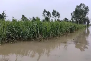 Amroha : तिगरी गंगा का जलस्तर घटने से लोगों ने ली राहत की सांस