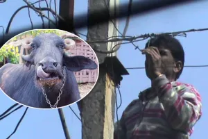 UP : भैंस को लगती है गर्मी, इसलिए मांगी बिजली चोरी की अनुमति ! विभाग के अफसर भी हैरान