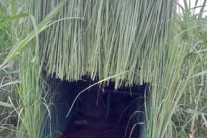 लखीमपुर खीरी: पिंजड़े के पास तक नहीं आया महिला को शिकार बनाने वाला तेंदुआ, बछड़े का किया शिकार