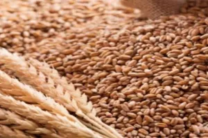 किसानों को अनुदान पर मिलेगा 10 लाख कुन्तल गेहूं और राई, सरसों व मसूर के बीज मुफ्त