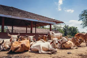 Bareilly: पानी में बह गए 1.60 करोड़, एक दिन भी नहीं चली गोशाला