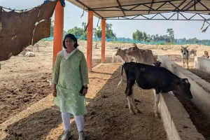 बाराबंकी में गौशाला की दुर्दशा, मृत गायें मिलने से प्रशासन में खलबली