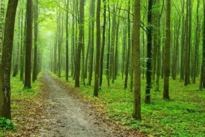 रायबरेली में घर से उठा ले गया जंगली जानवर, आठ माह की बच्ची की मौत