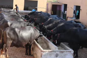 Bareilly : डेयरी संचालकों पर शिकंजा, अब 15 हजार तक जुर्माना