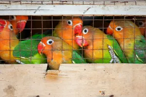 Moradabad : वन्यजीवों की तस्करी का पर्दाफाश,  प्रतिबंधित पक्षियों की सौदेबाजी करने वाला गिरफ्तार