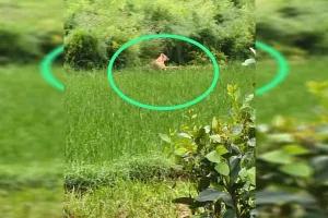 रामपुर: दौकपुरी टांडा में तेंदुआ दिखने के बाद ग्रामीणों में फैली दहशत 