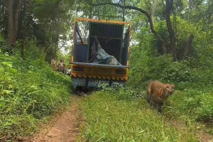 शाहजहांपुर : चित्रकूट का रानीपुर टाइगर रिजर्व होगा तेंदुआ का घर...एक माह से थी दहशत