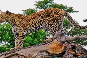 Moradabad : ग्रोथ सेंटर में एक बार फिर तेंदुआ दिखने से लोगों में दहशत