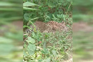 लखीमपुर खीरी : लाठियों के दम पर ग्रामीणों ने तेंदुए के शावक को दबोचा 