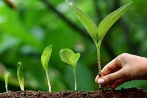 Bareilly : 45.93 लाख पौधों में कितने जीवित, जानने को स्थलीय सत्यापन शुरू