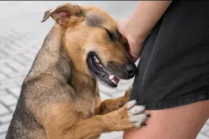 UP : दर्दनाक...दो महीने पहले कुत्ते ने चाटा था घाव, अब रेबीज से दो साल के मासूम की मौत