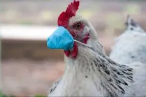 मुरादाबाद: बर्ड फ्लू...80 पोल्ट्री फार्म से लिए 100 सैंपल, सभी रिपोर्ट नेगेटिव