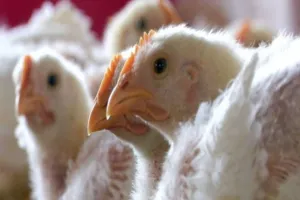 मुरादाबाद : बर्ड फ्लू के संदिग्ध मामलों की सूचना मुख्य पशु चिकित्साधिकारी के नंबर पर दें