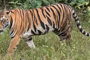 मुरादाबाद: कांठ इलाके में बाघ दिखने से फैली दहशत...सीसीटीवी में हुआ कैद