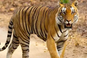 UP : बाघ ने किसान को बनाया निवाला, अधखाया शव मिलने से फैली दहशत